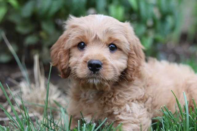 beige puppy laying in grass