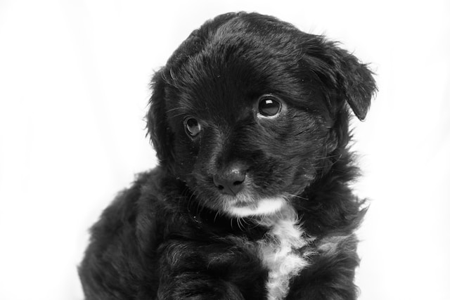 black puppy looking off camera