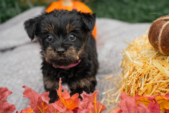 black puppy outside with red leaves