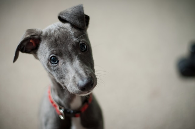 grey puppy with blue eyes looking at camera