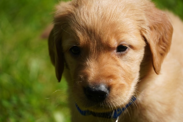 beige puppy looking off camera