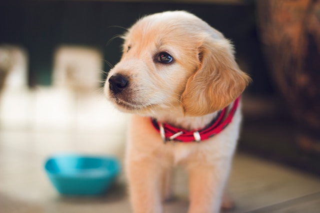 beige puppy with red collar and blue bowl